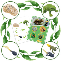 Life Cycle Figures of Frog, Chicken, Sea Turtle, Butterfly, Wasp, Locust, Science Toys kit, Animal Figures for Kids Age 3-12