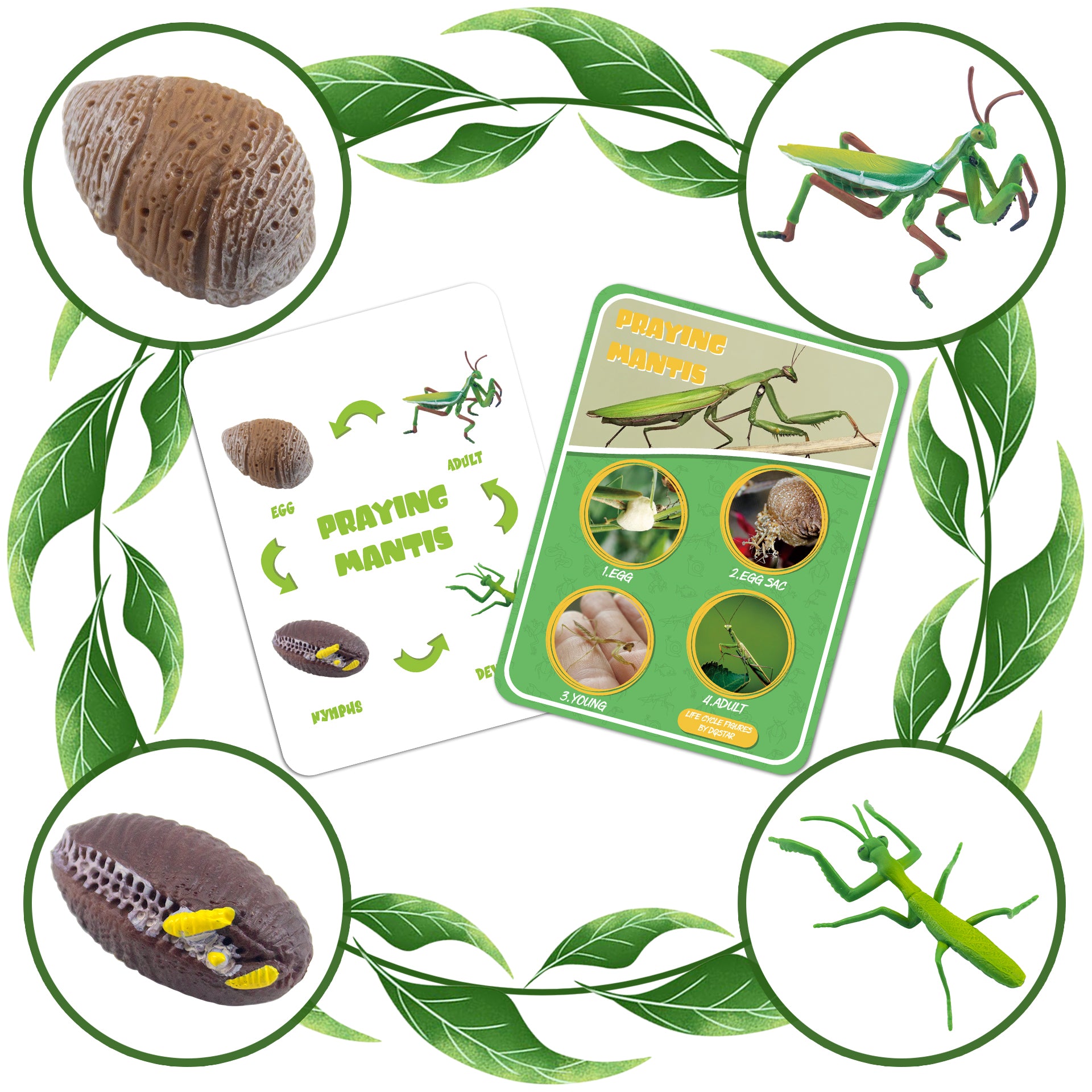 Life Cycle Figures of Frog, Chicken, Sea Turtle, Butterfly, Wasp, Locust, Science Toys kit, Animal Figures for Kids Age 3-12