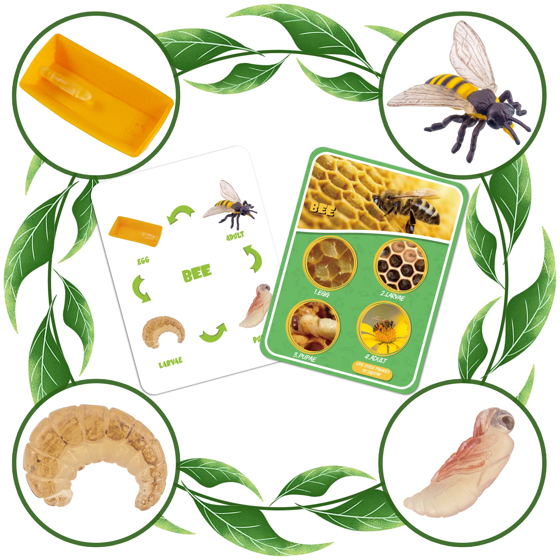 Life Cycle Figures of Frog, Chicken, Sea Turtle, Butterfly, Wasp, Locust, Science Toys kit, Animal Figures for Kids Age 3-12