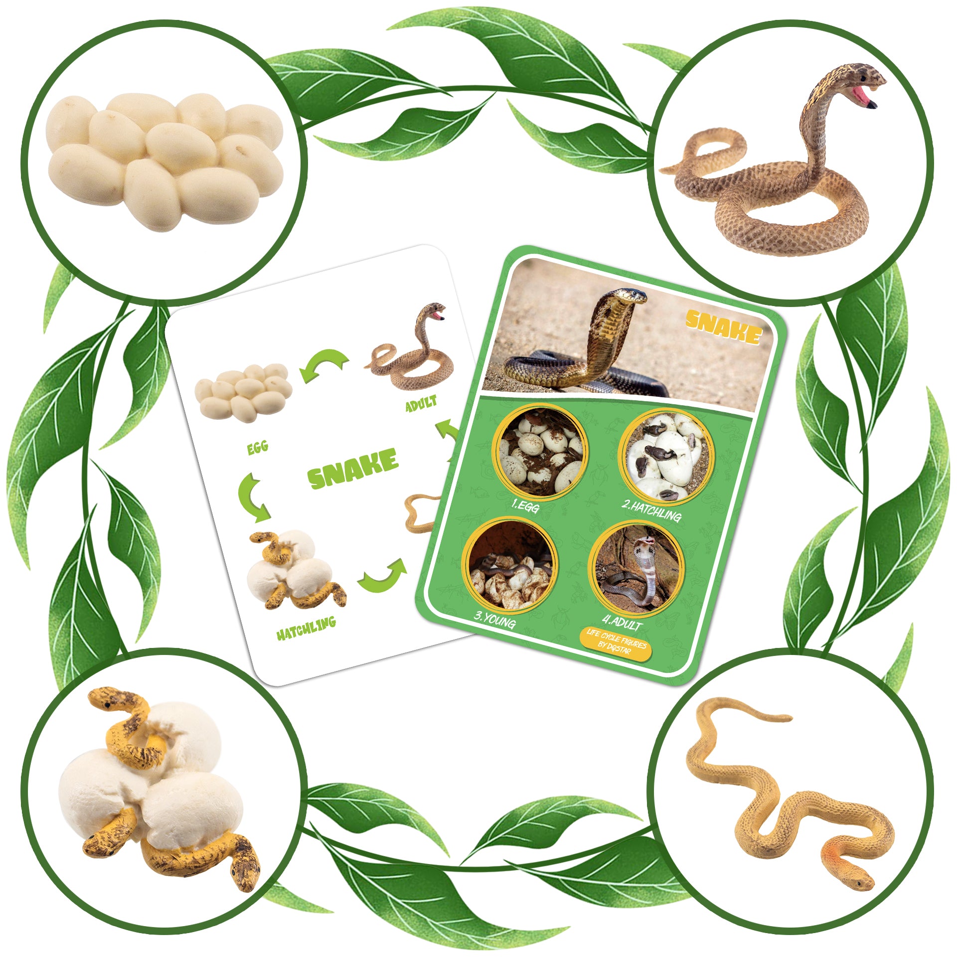 Life Cycle Figures of Frog, Chicken, Sea Turtle, Butterfly, Wasp, Locust, Science Toys kit, Animal Figures for Kids Age 3-12