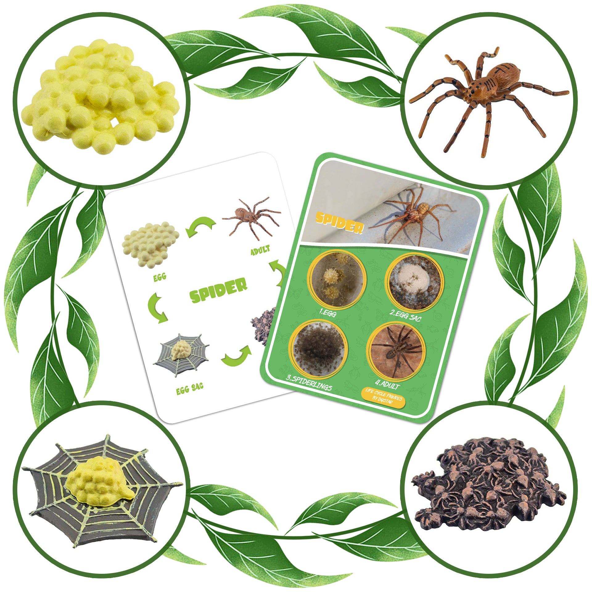 Life Cycle Figures of Frog, Chicken, Sea Turtle, Butterfly, Wasp, Locust, Science Toys kit, Animal Figures for Kids Age 3-12