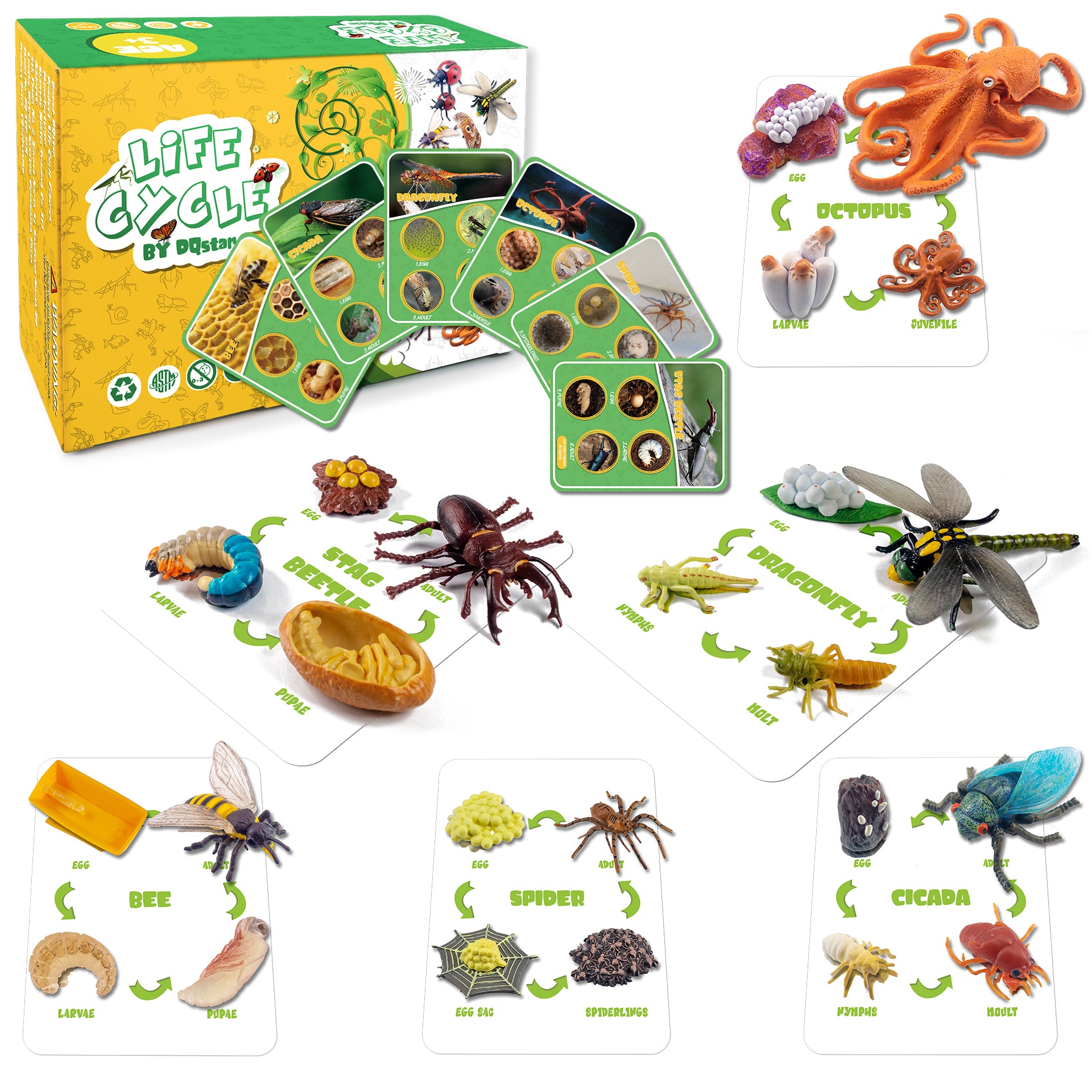 Life Cycle Figures of Frog, Chicken, Sea Turtle, Butterfly, Wasp, Locust, Science Toys kit, Animal Figures for Kids Age 3-12