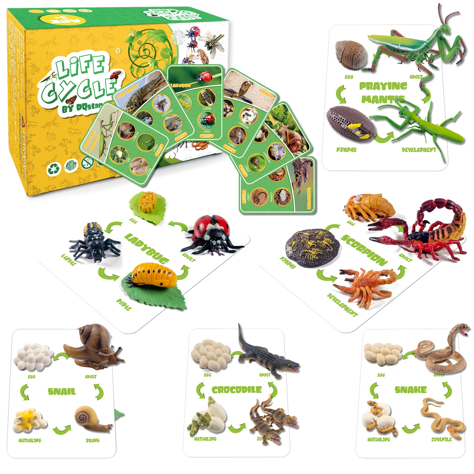 Life Cycle Figures of Frog, Chicken, Sea Turtle, Butterfly, Wasp, Locust, Science Toys kit, Animal Figures for Kids Age 3-12
